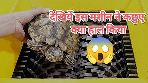 जब इस मशीन मे कछुआ को डाला गया तब क्या हुआ 😱। Turtle vs Shredder ! Test The Hardness of Turtle Shell