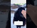 خراف بأربع قرون Morocco Arabic السعودية الجزائر تونس 