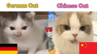 German Cat VS Chinese Cat Meme