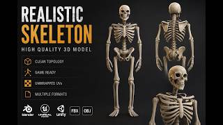 stylized skeleton mixamo animation setup