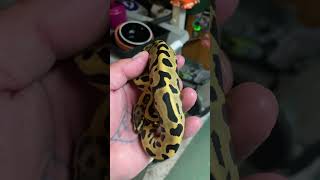 Baby ballpython😍😍😍 #amazing #snake #animal #pets #animals