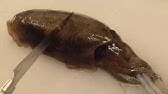 アオリイカ オスとメスの見分け方紹介 オスは模様が白い筋状になり メスは丸い斑点 雌雄の判断説明 和歌山釣太郎 Youtube