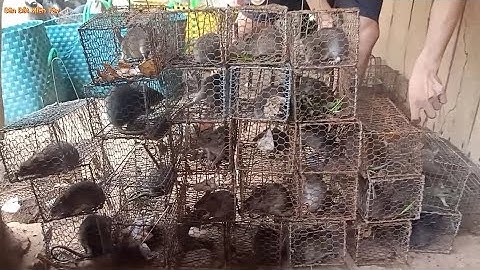 Bẫy chuột theo bờ dừa dính toàn chuột cơm bự và 2 em cống lứa. Bẫy chuột miền tây ( Phần 23 )