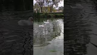 Гуси на пруду. Усадьба Чехова в Мелихово. Московская обл. 04.10.2025 Видео от друзей. #прогулка #топ