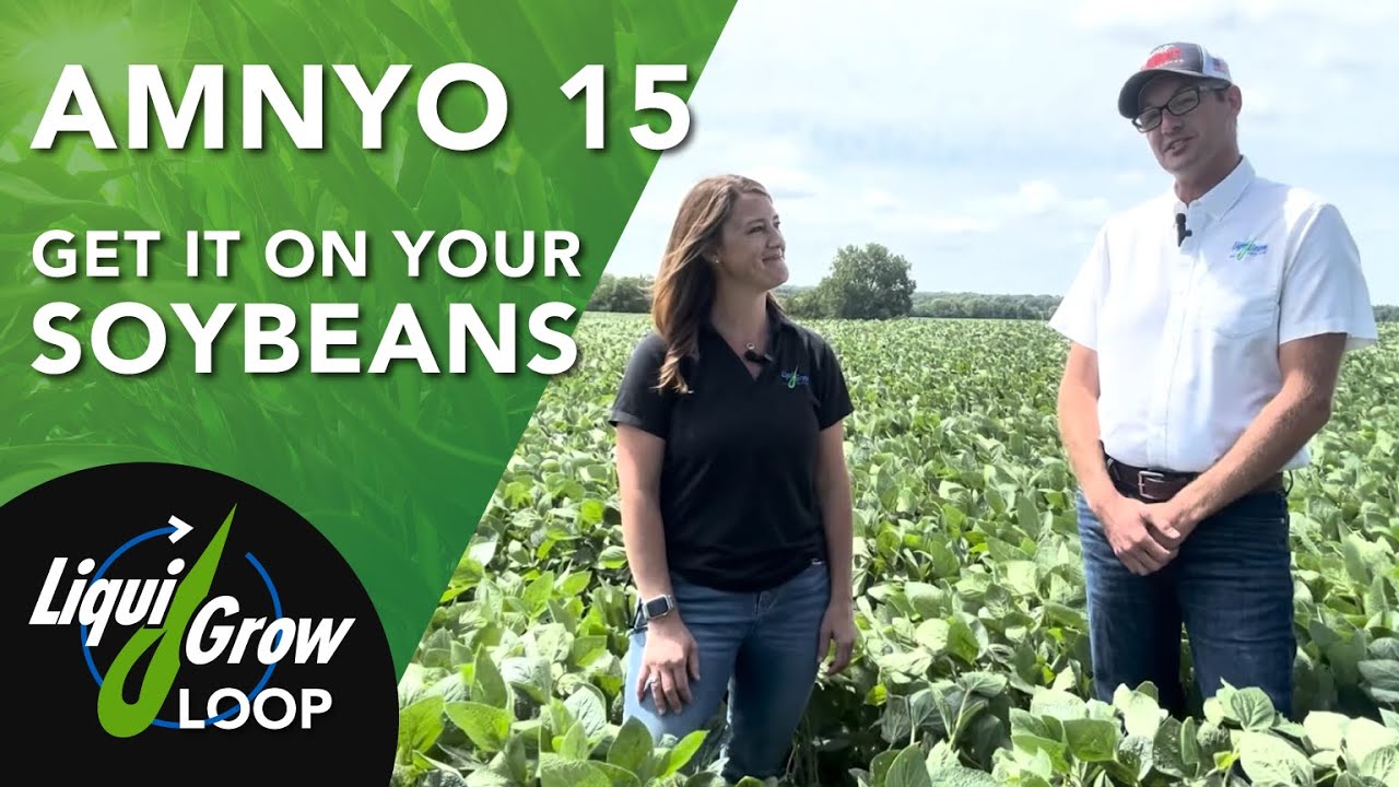 Do You Have AMNYO 15 on Your Soybeans? YouTube