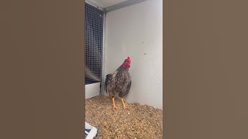 Chú Gà Tre Bắc Xám Chuối #gatre #gatrebac