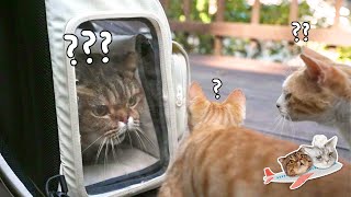 House Cat, Meet Wild Cat (ENG SUB)