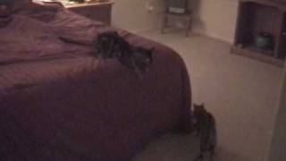 Bengal Cat Disagreements by Sootikins 4,576 views 15 years ago 5 minutes, 15 seconds