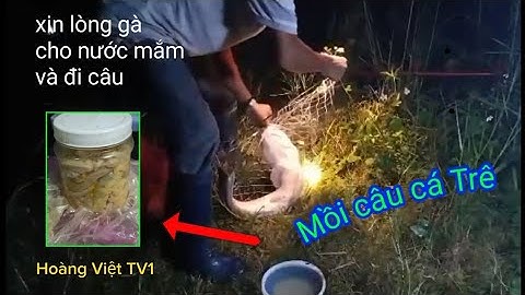 Mồi câu cá Trê siêu đẳng, đơn giản, rẻ tiền và hiệu quả. xin Lòng gà ngâm nước mắm và đi câu