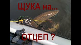 Как поймать крупную щуку на отцеп? Трофей можайского водохранилища