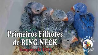 Os Primeiros Filhotes de Ring Neck da Temporada by Berçário das Aves 4,858 views 8 months ago 8 minutes, 4 seconds