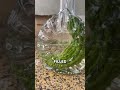Bitter Melon Wine — A Strange but Popular Chinese Tradition