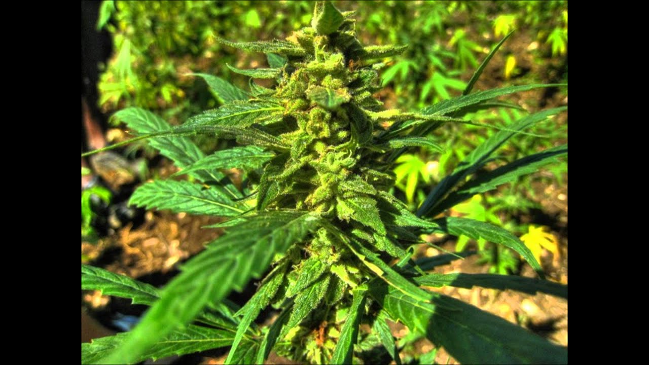 tebreksi kakav je to rep (serbian rap)