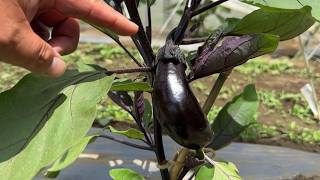 【茄子とピーマン栽培】芽かきのやり方・半身萎凋病に強くなる育て方　26/6/2