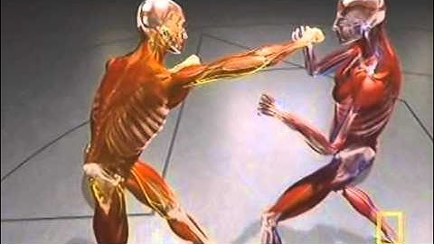 National Geographics Fight Science kinetic linking