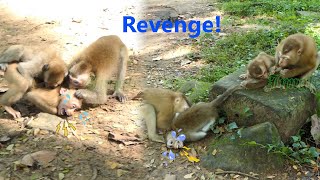Re-venge! Top clip of Pig-tail monkeys and Long-tail Monkeys has bitten each other like World W-ar