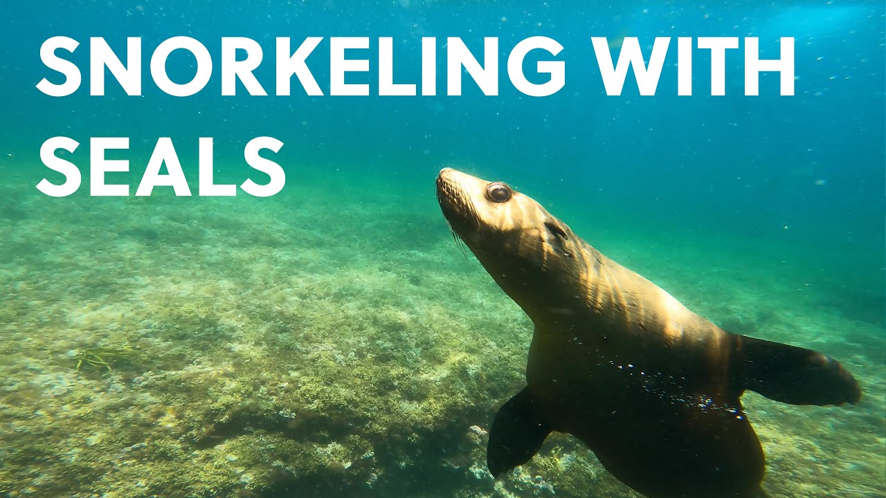 Snorkeling with Seals on Montague Island YouTube