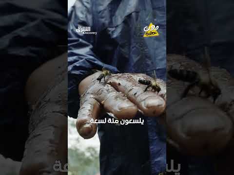 صيادو العسل في نيبال: مهنة خطيرة مقابل عسل ثمين