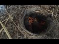 Pájaros recién nacidos en nido