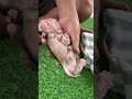 #adoreble #babymonkey #adorably #babyprimate #cute #babyanimal #animals #cuteanimal #funny #cutepet