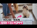 How to house train your shih tzu puppy
