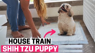 How to House Train Your Shih Tzu Puppy?
