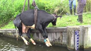 Koe Te Water Amsteldijk-Zuid