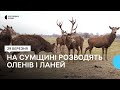 У селі Козацьке неподалік Конотопа оселилися благородні олені та лані 
