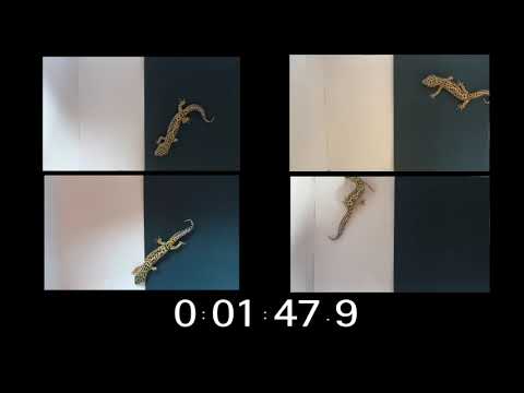 5 minute animal behavior lab with gecko & timer