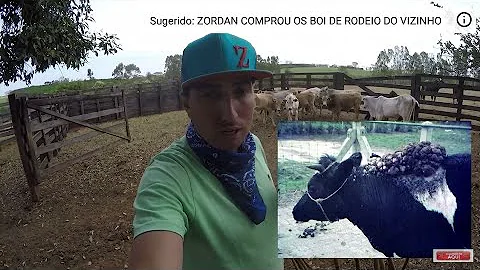 Como acabar com Figueira bovina?