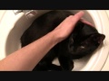 Bombay Cat Makes AWESOME Pet! の動画、YouTube動画。