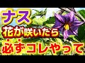 【ナス】花が咲いた後コレをやると今後実がどんどん成ります。必ずやるべき事について