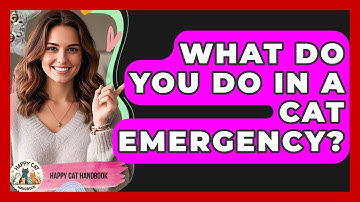 What Do You Do In A Cat Emergency? - Happy Cat Handbook