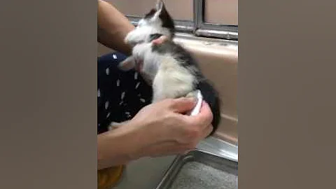 How to help kitten to pee & poop