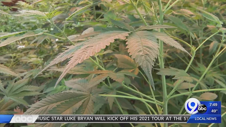 SUNY Morrisville cannabis program