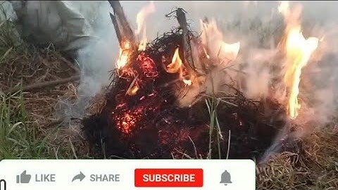 ẩm thực việt nam cá lóc nướng rơm