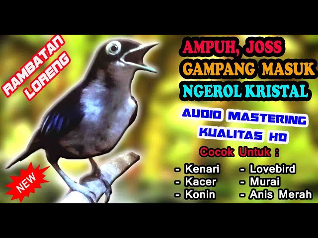 MASTERAN RAMBATAN LORENG GACOR - SUARA RAMBATAN DORAEMON GACOR NGEROL SPEED RAPAT KRISTAL class=