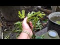 Укоренение ЗЕЛЁНЫХ черенков инжира.Rooting of GREEN fig cuttings.