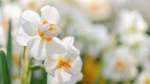 الشيخ ابو العينين شعيشع رحمه الله\تلاوة خاشعة من سورة الرعد