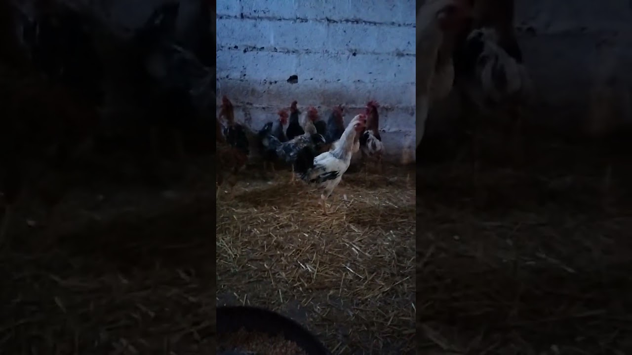 الديوك الكولومبية البراهما 🐔🐔🐔🐔🐔