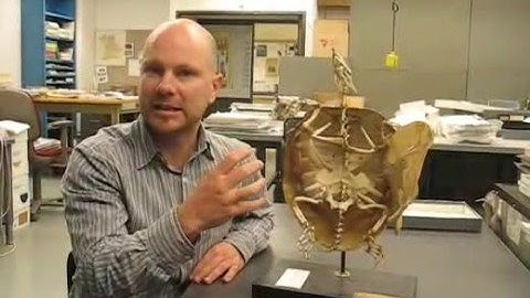 How the turtle got its shell