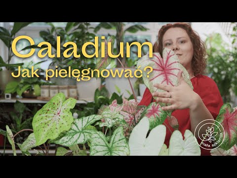 Wideo: Pielęgnacja Caladium: Sadzenie Cebul Caladium