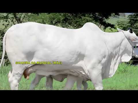 LOTE 08   GLEIDE DA MUNDIAL   MUN 5242 zap