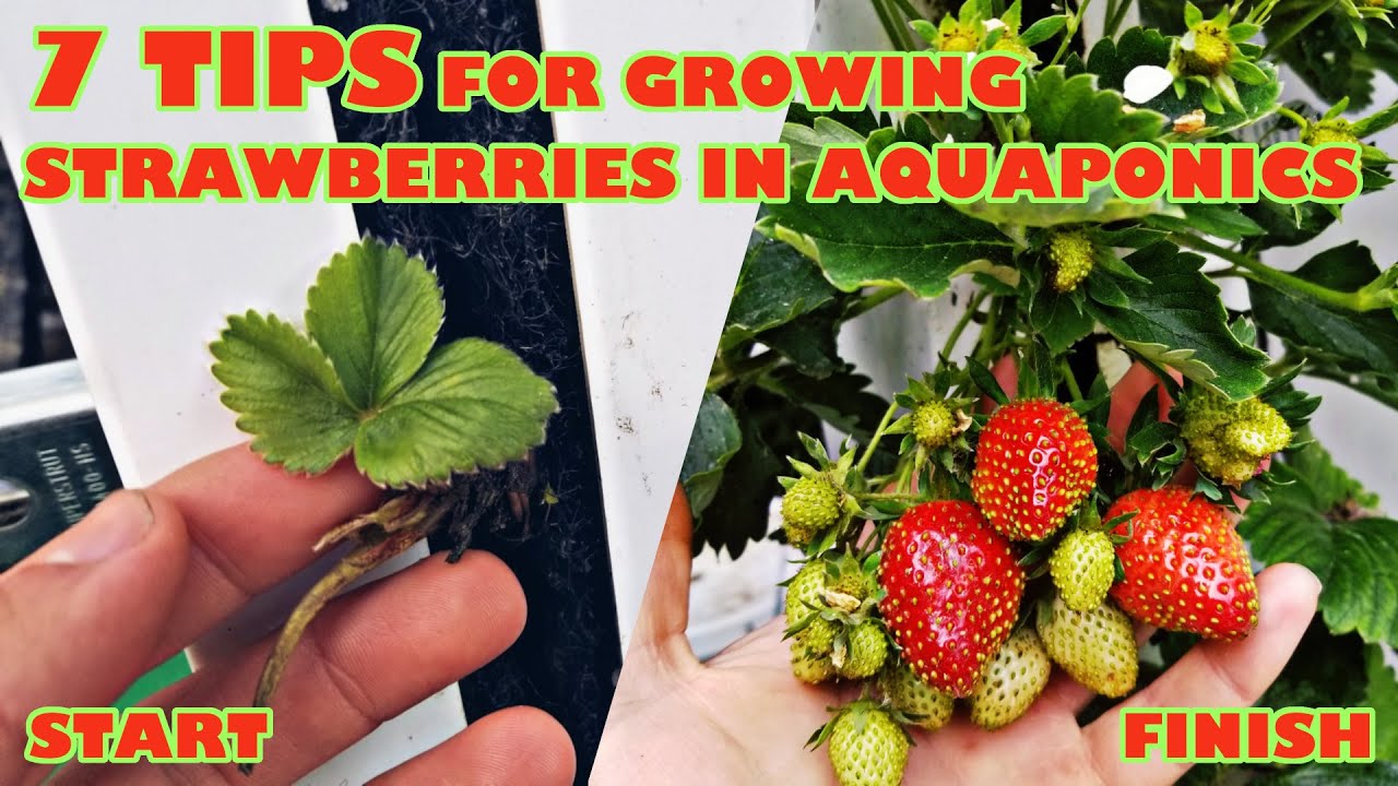 7 TIPS and TRICKS for planting and growing STRAWBERRIES in an aquaponic system