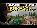 ТОШКЕНТ КАБРИСТОНИДА БУЛГАН ДАХШАТЛИ ВОКЕА...