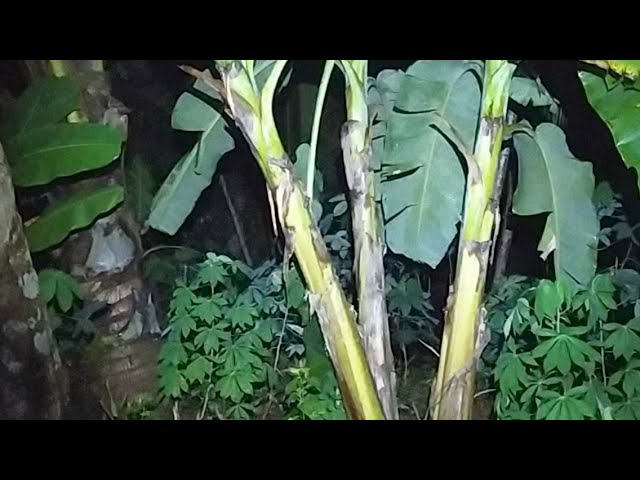 Live Misteri Malam Ini Lokasi Baru Mitos Sarang Pocong class=