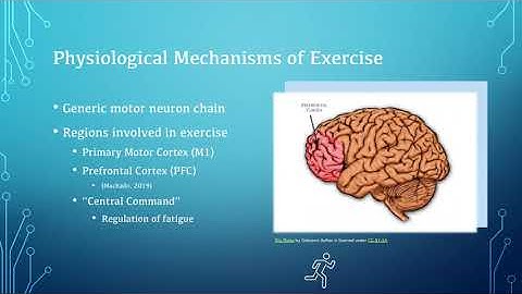u3203035 tDCS: physical performance and fatigue presentation