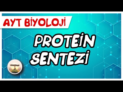 AYT Biyoloji | Protein Sentezi #sayfa140