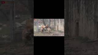 Lion VS Tiger - Tiger VS Lion - Blondi Foks - #1 #Shorts #Short