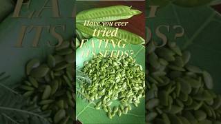 Ipil-Ipil Leucaena Plant